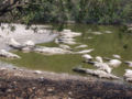 Crocodylus acutus 06.jpg