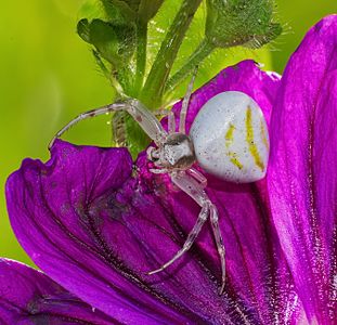 A crab spider - Thomisus onustus, female.