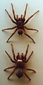 AustralianMuseum spider specimen 01.JPG