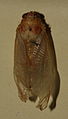 AustralianMuseum cicada specimen 64.JPG
