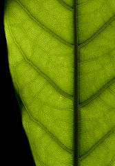 Backlit ficus elastica leaf texture 2014 02.jpg