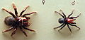 AustralianMuseum spider specimen 42.JPG