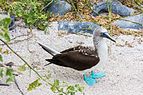 Piquero patiazul (Sula nebouxii), isla Lobos, islas Galápagos, Ecuador, 2015-07-25, DD 52.JPG