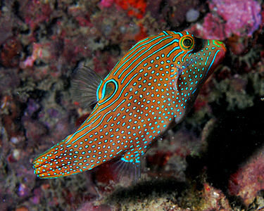 Canthigaster solandri (sharpnosed puffer, solander's toby, or blue-spotted toby).jpg