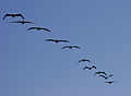 Pelicans in flight.jpg