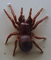 AustralianMuseum spider specimen 17.JPG