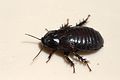 Australian Wood Cockroach 05.jpg