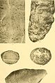 Contribution à la carte géologique de l'Indo-Chine. Paléontologie (1908) (20676199942).jpg