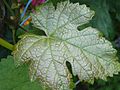 Blatt einer Weinrebe.jpg