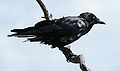 Australian Raven.jpg