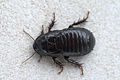 Australian Wood Cockroach 12.jpg