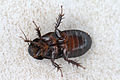 Australian Wood Cockroach 11.jpg