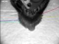 File:Automated-Tracking-of-Whiskers-in-Videos-of-Head-Fixed-Rodents-pcbi.1002591.s010.ogv