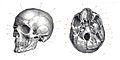 Skull Homo sapiens.jpg