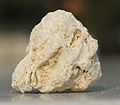 Fossiliferous Limestone.JPG