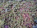 200410 Aptenia cordifolia.JPG