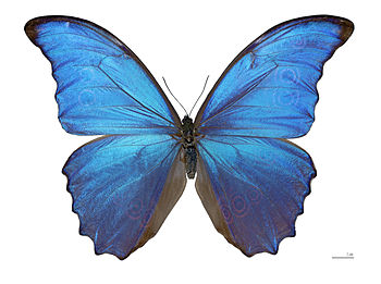 Morpho didius