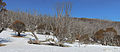 Snow gums, Dead Horse Gap NSW Australia.jpg