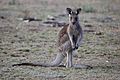 Eastern Grey kangaroo, Majura Nature Reserve ACT 01.jpg