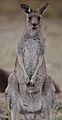 Eastern Grey kangaroo, Majura Nature Reserve ACT 03.jpg