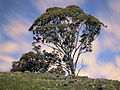 Tree silhouette 4 Canberra ACT.JPG