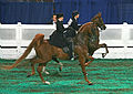 "Elegant Ladies" (Competitors in the equitation class at the 2008 Worlds Championship Horse Show (2815588742).jpg