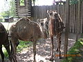 (120) Camelus dromedarius.jpg