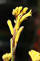 Anigozanthos rambubona 1.jpg