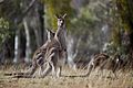 Eastern Grey kangaroo, Majura Nature Reserve ACT 02.jpg