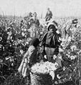 "We'se done all dis's Mornin'." (Girls with bale of cotton in the field.), by Keystone View Company cleaned.jpg
