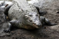 Crocodylus acutus 03.jpg