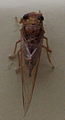 AustralianMuseum cicada specimen 29.JPG