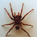 AustralianMuseum spider specimen 02.JPG