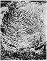 Ppiece of rock with fossil marks. Wellcome M0001228.jpg