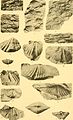 Contribution à la carte géologique de l'Indo-Chine. Paléontologie (1908) (20497441798).jpg