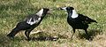 Australian Magpie feeding.jpg
