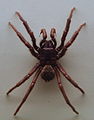AustralianMuseum spider specimen 16.JPG