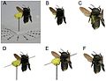 Capturing-Natural-Colour-3D-Models-of-Insects-for-Species-Discovery-and-Diagnostics-pone.0094346.g014.jpg