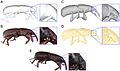 Capturing-Natural-Colour-3D-Models-of-Insects-for-Species-Discovery-and-Diagnostics-pone.0094346.g010.jpg