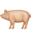 :pig2: