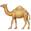 :dromedary_camel: